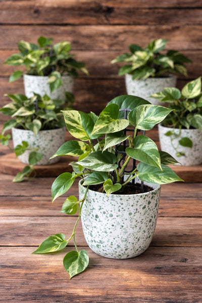 Indoor plants and gift plants available for local delivery by Cyril Cooke Florists Geelong