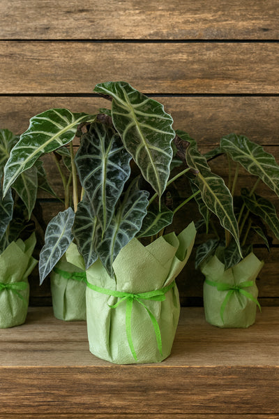Alocasia Elephant Ears comes beautifully wrapped in premium embossed paper  by Cyril Cooke Florists Geelong