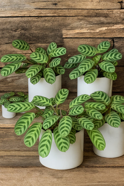 prayer plant fishbone Ctenanthe burle-marxii Prayer Plant