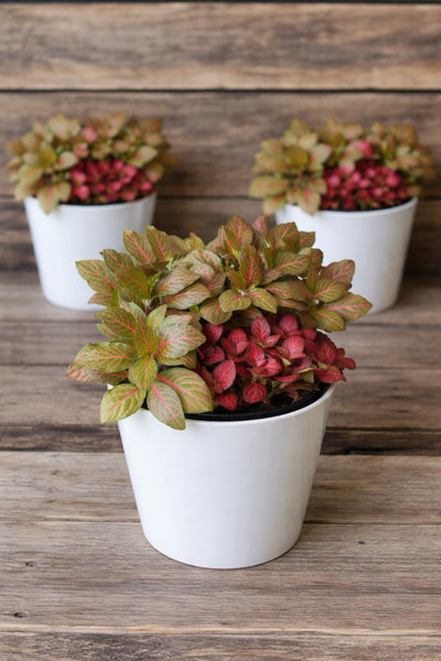 Fittonia Nerve Plant with white, pink, and red veined leaves in a stylish pot | Cyril Cooke Florists Geelong