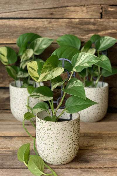 Epipremnum Marble Queen indoor pothos plant in speckled green pot by Cyril Cooke Florists Geelong