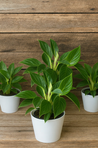 Philodendron Birkin with deep green leaves striped in creamy white in a stylish pot | Cyril Cooke Florists Geelong