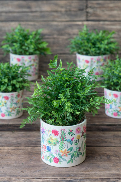Humata – White Rabbit’s Foot Fern includes a gorgeous Botanica pot by Cyril Cooke Florists Geelong