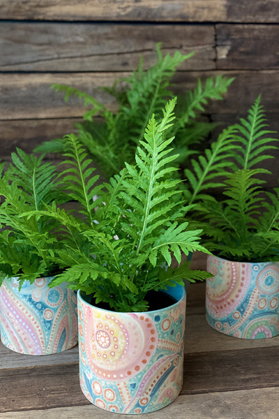 Silver Lady Fern Blechnum gibbum indoor plant in decorative pot by Cyril Cooke Florists Geelong