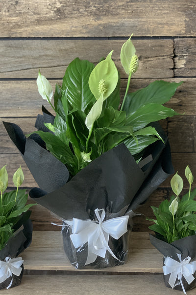 Spathiphyllum Peace Lily indoor plant in decorative pot by Cyril Cooke Florists Geelong