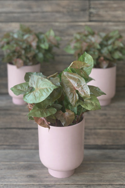 Syngonium Maria  in a dusty pink pot by Cyril Cooke Florists Geelong